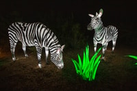 Phoenix, Phoenix ZooLights Eintrittskarte - Hizvo