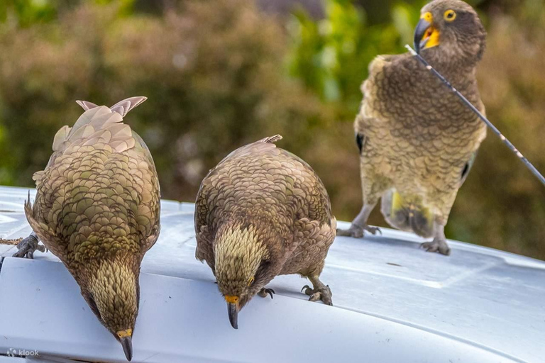 克赖斯特彻奇：亚瑟山口和城堡山私人观光