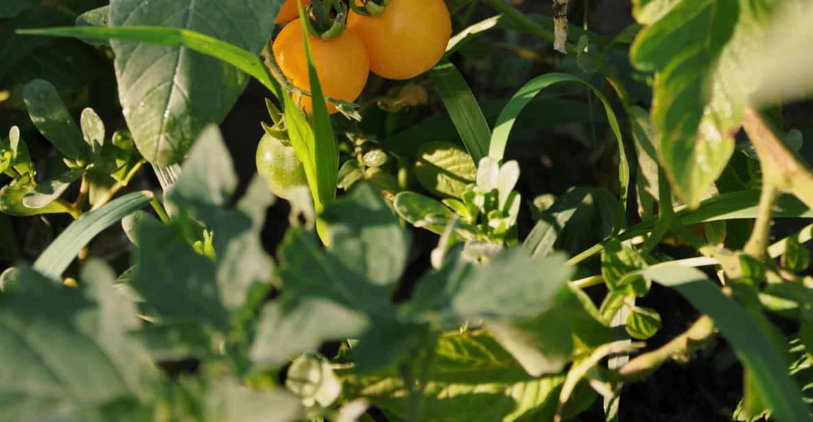 Afbeelding 5 van Chianti: biologische tuin en wijnproeverij
