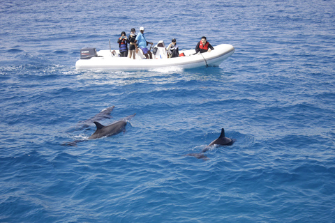 Hurghada: Dolphin House Speedboat Trip & Swim with Dolphins Group Dolphin Watching, Swimming and Snorkeling with Fruits