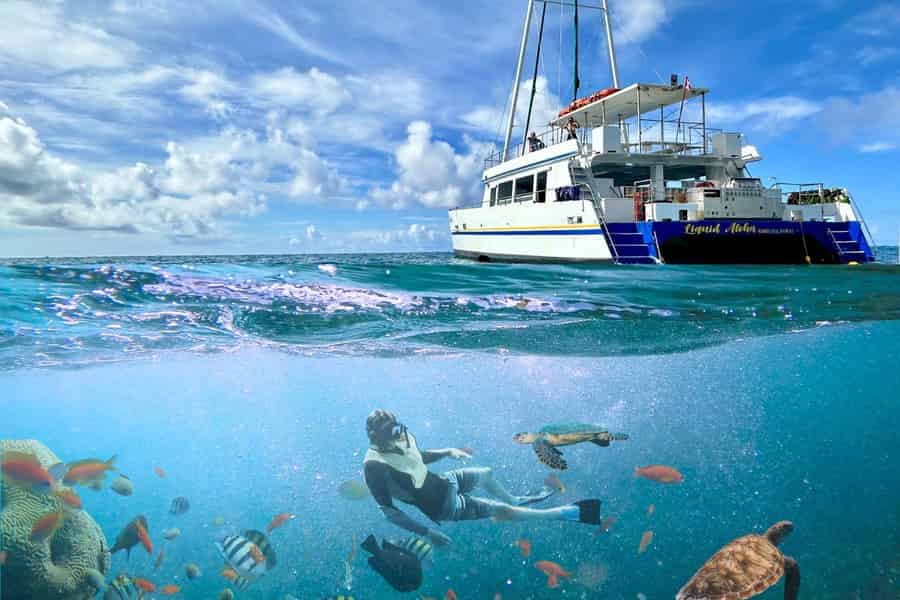 Waikiki Turtle Snorkel Adventure. Foto: GetYourGuide