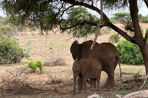 Excursion d&#039;une journée dans le parc national de Tsavo East au départ de Mombasa