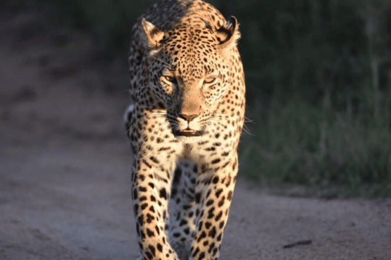 5 Days-Kruger Park and Panorama Route Tour From Johannesburg