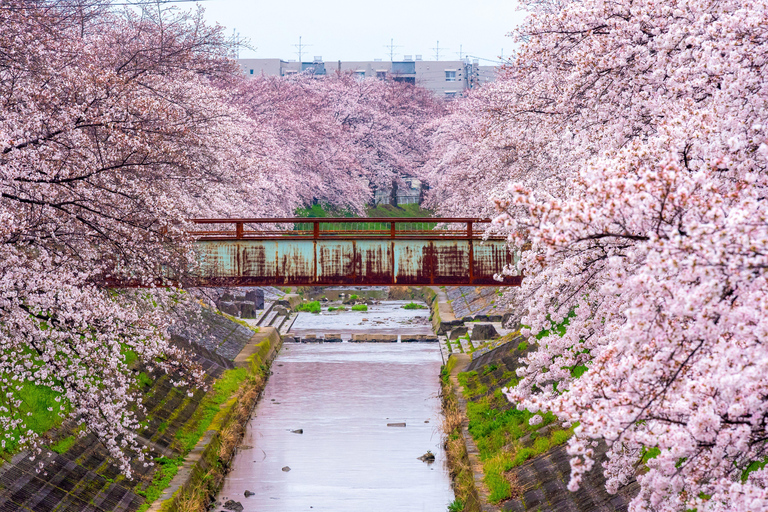 Nara Cherry Blossom Highlights Spring Day Tour from Osaka Shared Tour, Meet at Tsurutontan Soemoncho