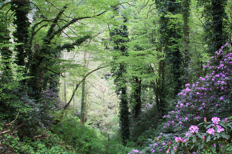 Batumi: Sweet Excursion and Mtirala Forest