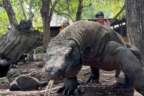 Komodo Island Shore Excursion for Cruise Ship Passengers