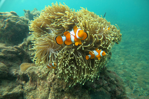 From Khao Lak: Phi Phi, Maya bay & Khai island Day Trip