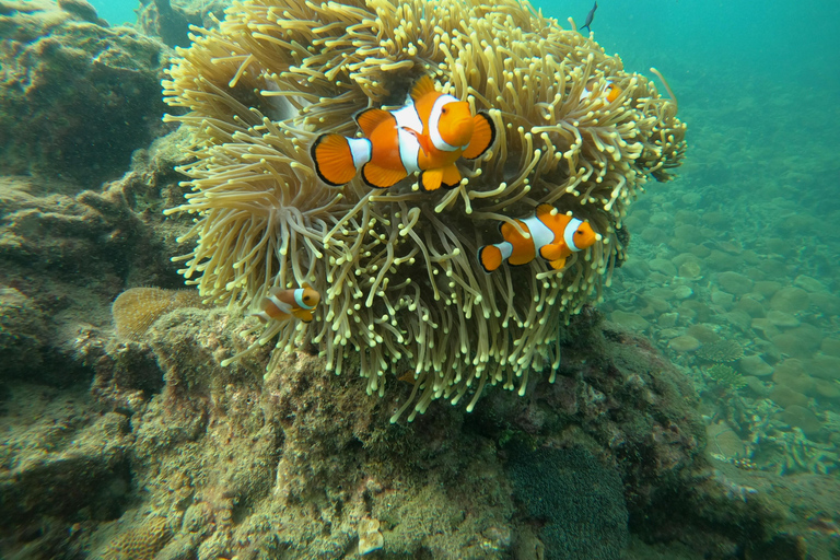 From Khao Lak: Phi Phi, Maya bay & Khai island Day Trip