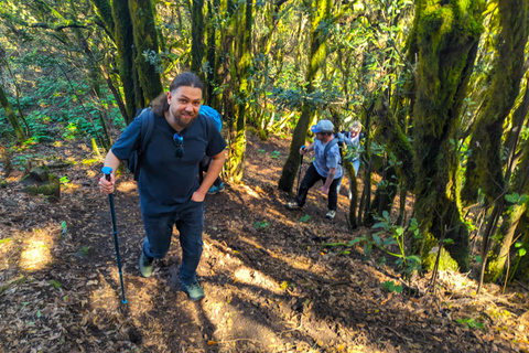 Tenerife: Hike Above Masca in Enchanted Forest with Pick-up