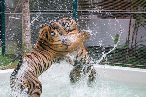 Phuket: Half Day Big Buddha, Tiger Park & ATV Tour City Tour ( No ATV)