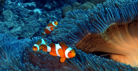 Pattaya: Snorkeling and Scuba Diving (For First Timer)