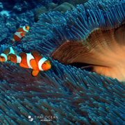 Pattaya: Snorkeling and Scuba Diving (For First-Timers)