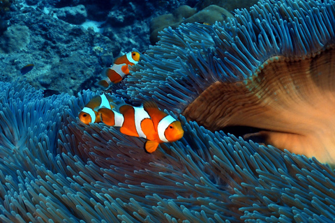 Pattaya: Fun Dive 2 Ocean Dives and Lunch (Certified Diver)