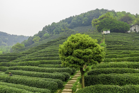 From Shanghai: West Lake Hiking Day Trip with Longjing Tea private tour option