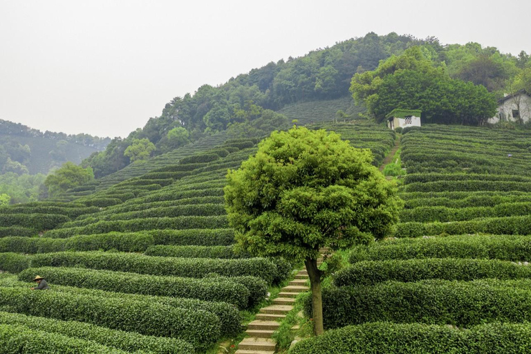 From Shanghai: West Lake Hiking Day Trip with Longjing Tea private tour option