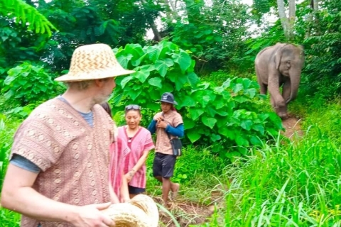 Phuket: całodniowy spacer z interaktywną wycieczką Ethical Elephant