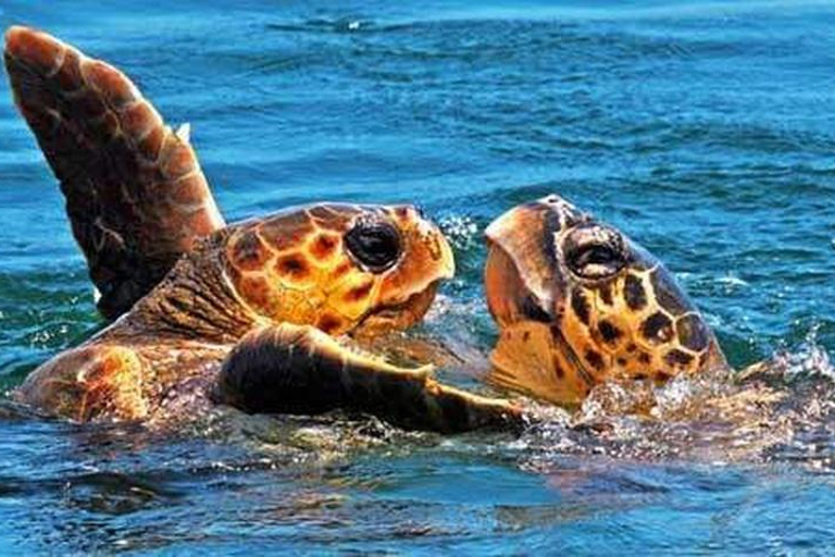 Zakynthos: Turtle Spotting Boat Trip in Laganas Bay