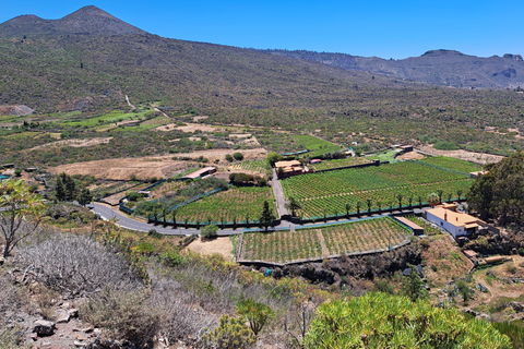 Tenerife: Gastro Wine South Experience