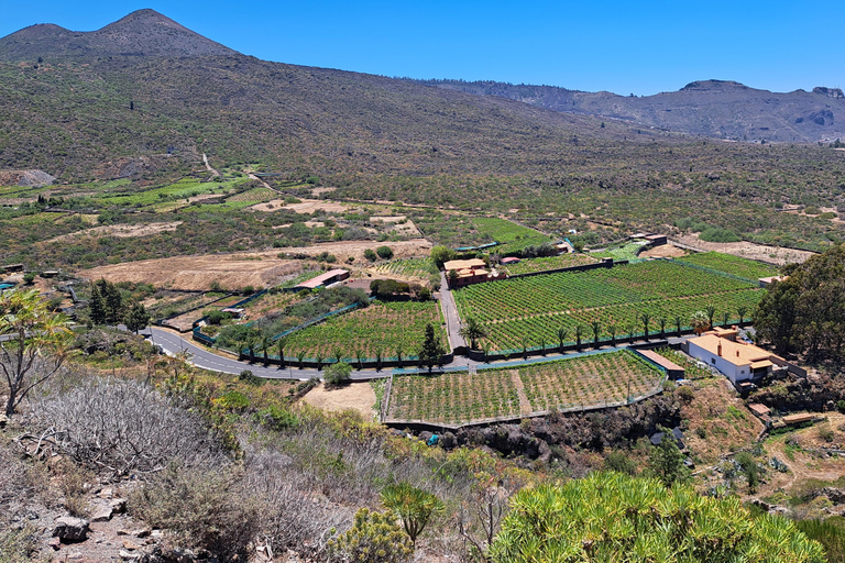 Tenerife: Experiencia Gastro Vino Sur