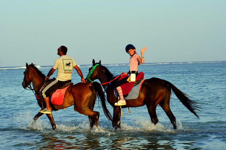 Marsa Alam: Zonsopgang te paard met ontbijtPaardrijtocht van 2 uur, zonder zwemstop