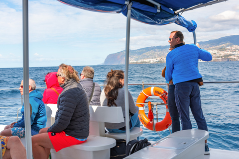 From Funchal: Madeira Dolphin and Whale Watching Tour