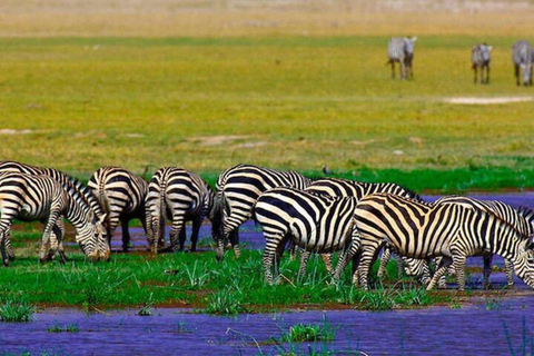 3 Days & 2 Nights Amboseli National Park With 4*4 Vehicle