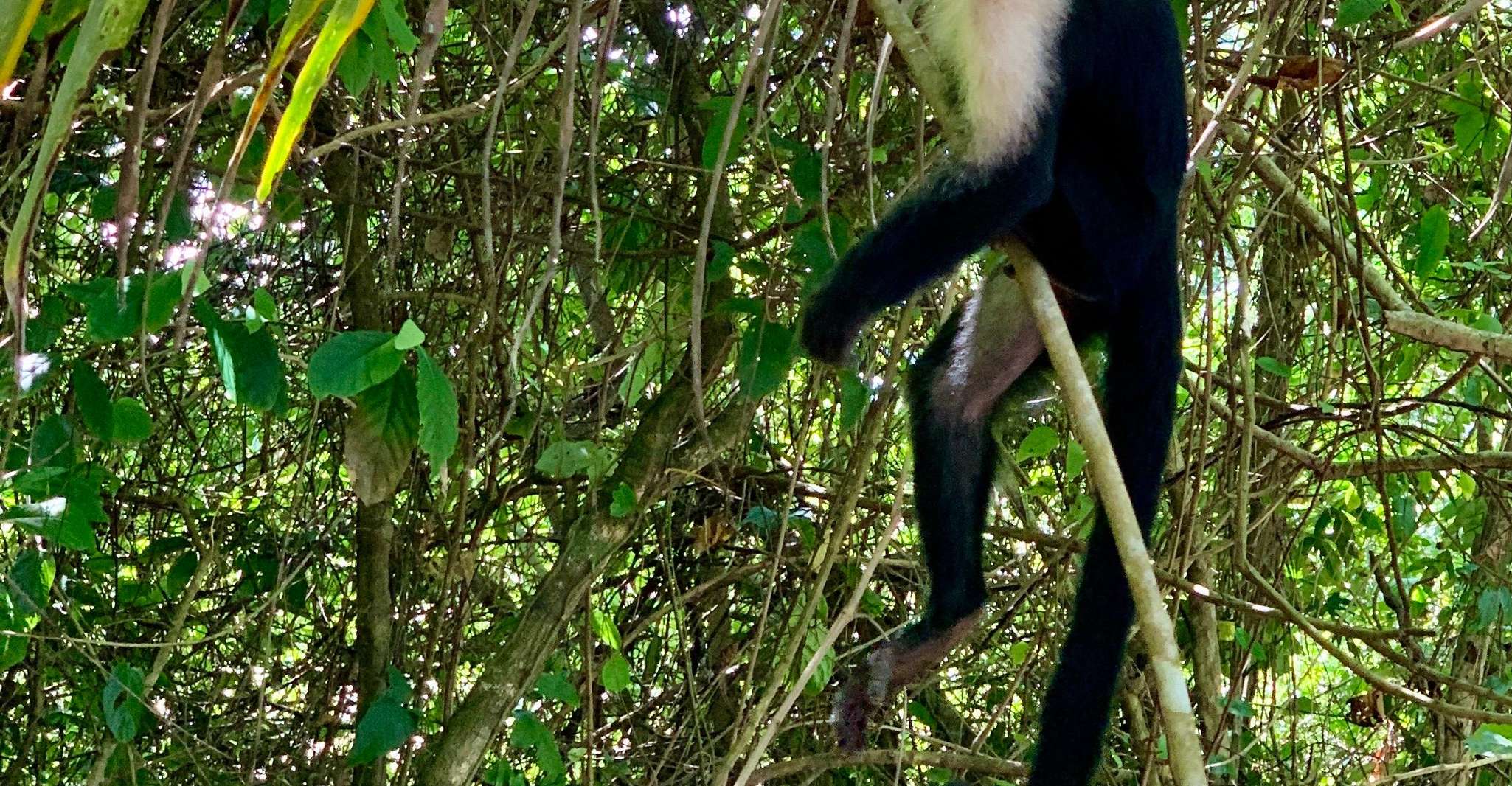 Tortuguero canals boat trip & Maratopia tropical garden Tour - Housity