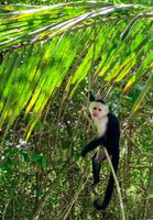 Tortuguero canals boat trip & Maratopia tropical garden Tour - Housity
