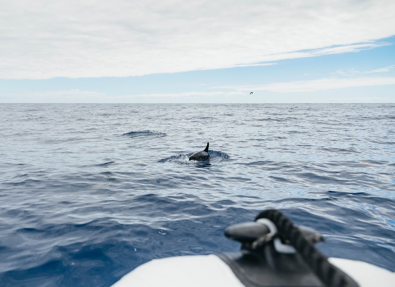 Fra Funchal: Eventyrtur med hvaler og delfiner