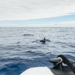From Funchal: Swimming with Dolphins in Madeira Island