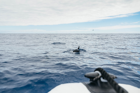 Depuis Funchal : Aventure avec les dauphins en bateau rapide