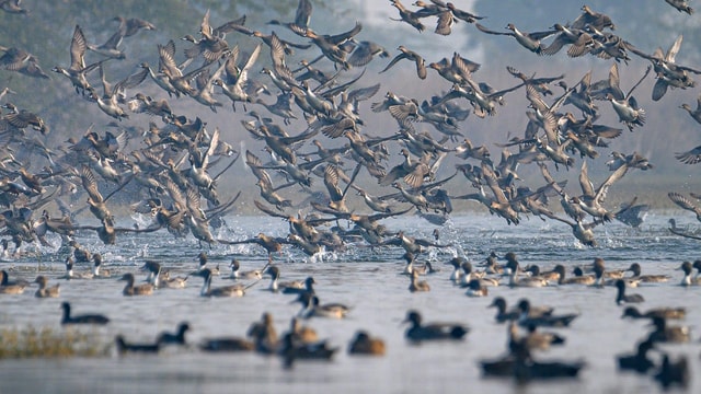 From New Delhi: Sultanpur National Park Day Tour by Car