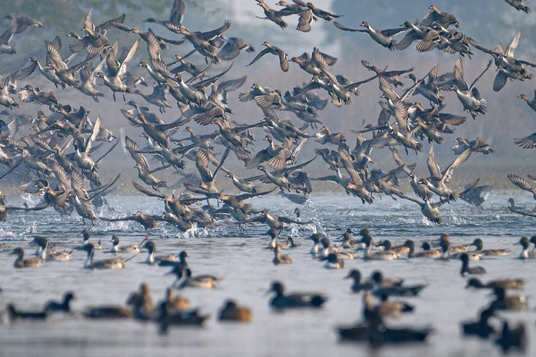 Von Neu-Delhi: Sultanpur National Park Tagestour mit dem Auto