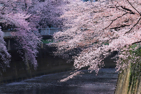 Tokyo: Cherry Blossom E-Bike Tour with Guide