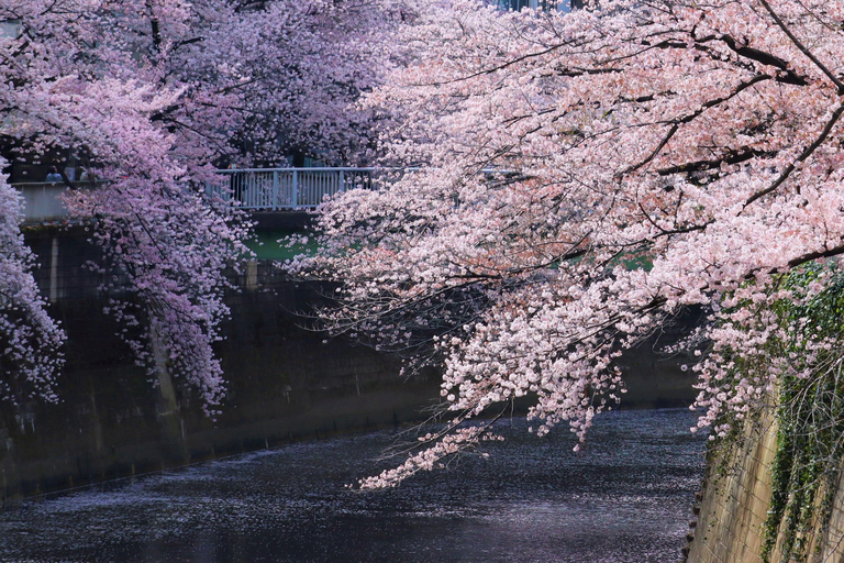 Tokyo: Cherry Blossom E-Bike Tour with Guide