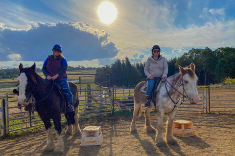 Hunter Valley: Sunset Horse Riding Tour 90min