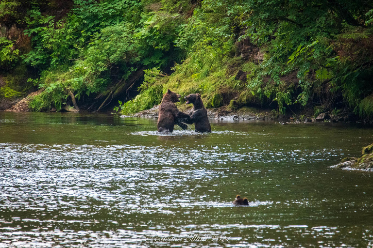 Hoonah: Ricerca di orsi bruni sull'isola di ChichagofHoonah: ricerca dell'orso bruno dell'isola di Chichagof