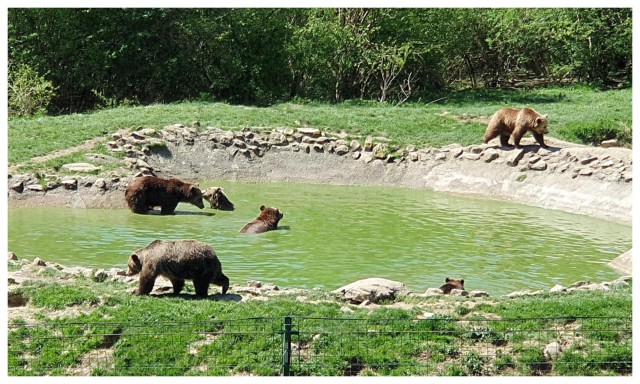 Visit Brasov Libearty Bear Sanctuary Guided Tour in Bran, Romania