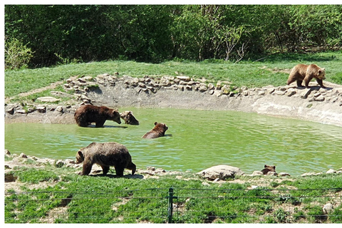 Brasov: Libearty Bear Sanctuary Guided Tour with Transfers