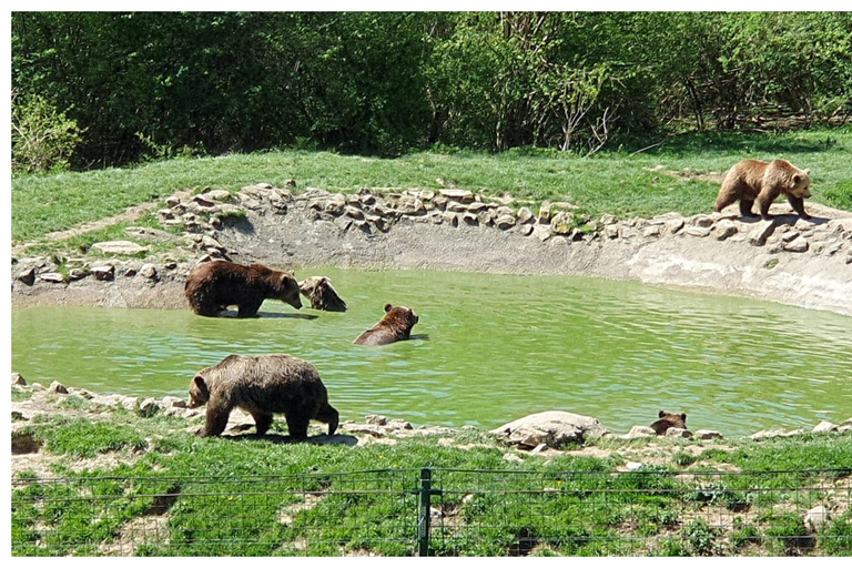 Brasov: Libearty BerenreservaatBrasov: Libearty berenopvang rondleiding met transfers