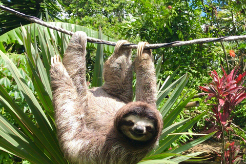 Tour Gatun Lake Wildlife Monkey Watch und Sloth Sanctuary