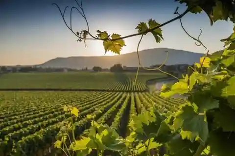 Från Rom: Guidad rundtur i Toscana och Montepulciano Nobile