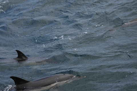 Desde la bahía de Cádiz: excursión para avistar delfines en Tarifa