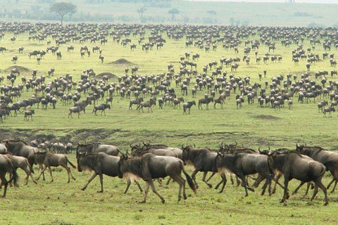 Arusha: 6Days Serengeti Wildebeest Migration Camping Safari Arusha: 6Days Serengeti Wildebeest Migration Midrange Safari