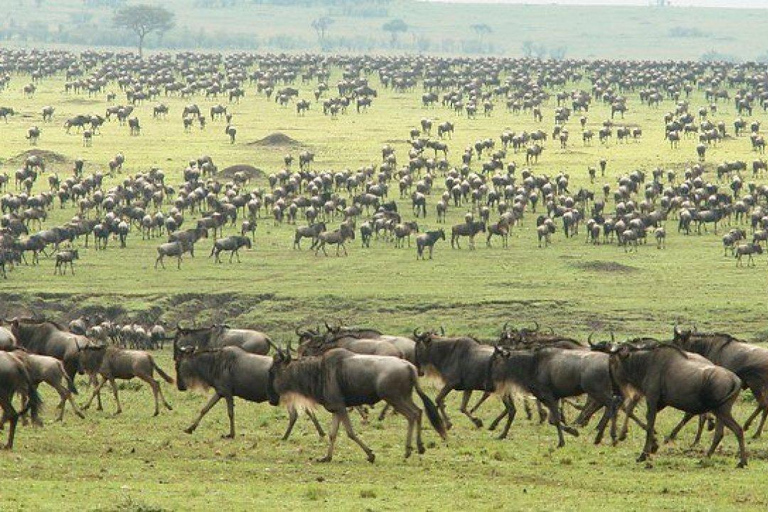 Arusha: 6Days Serengeti Wildebeest Migration Camping Safari Arusha: 6Days Serengeti Wildebeest Migration Midrange Safari