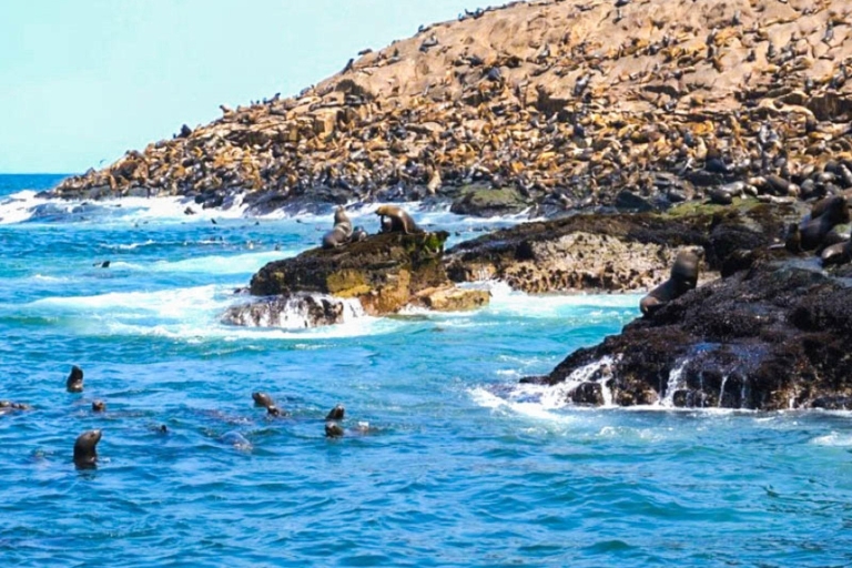 Excursión a la Isla Palomino | Entrada, leones marinos |