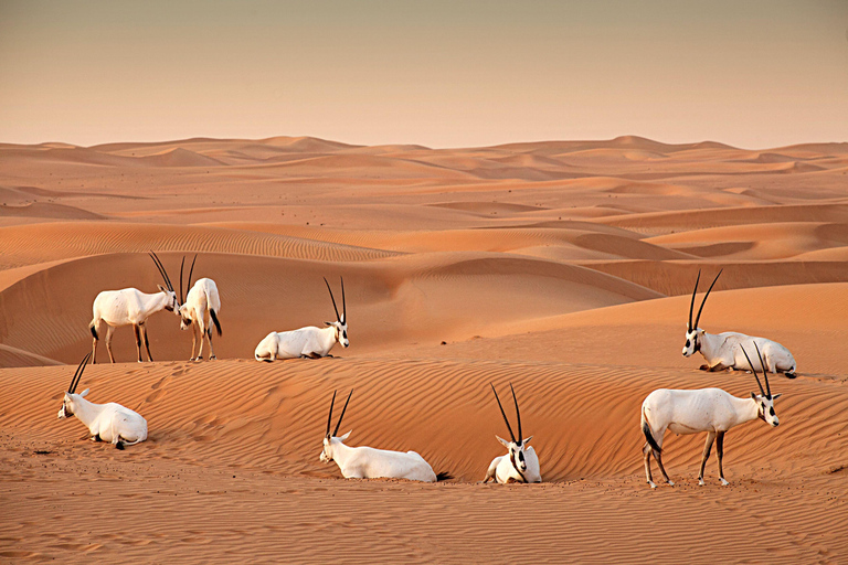 Dubaï : Montgolfière au lever du soleil sur les dunes d'ArabieDubaï : Vol en montgolfière au lever du soleil au-dessus des dunes d'Arabie