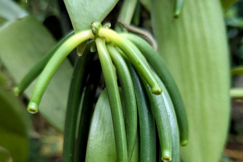 Zanzibar : Stone Town, visite des épices et de l'île prison avec déjeunerVisite privée