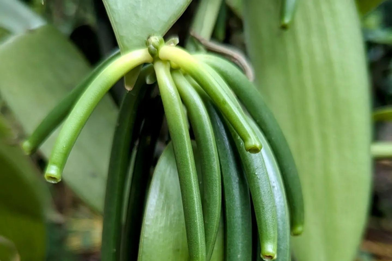 Zanzibar : Stone Town, visite des épices et de l'île prison avec déjeunerVisite privée