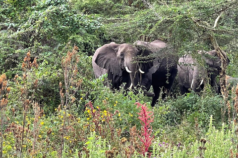 4-dniowa południowa Tanzania Udzungwa i Park Narodowy Mikumi